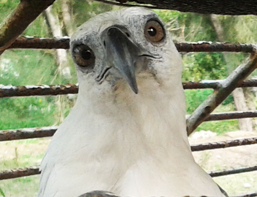 Protected Birds On Display in Banda Aceh Reported by Scorpion to Wildlife Conservation Authority (July 1, 2016) 